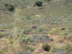 Image of Gemsbok