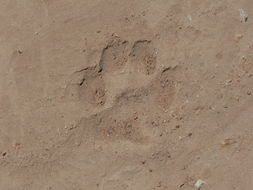 Image of Caracals