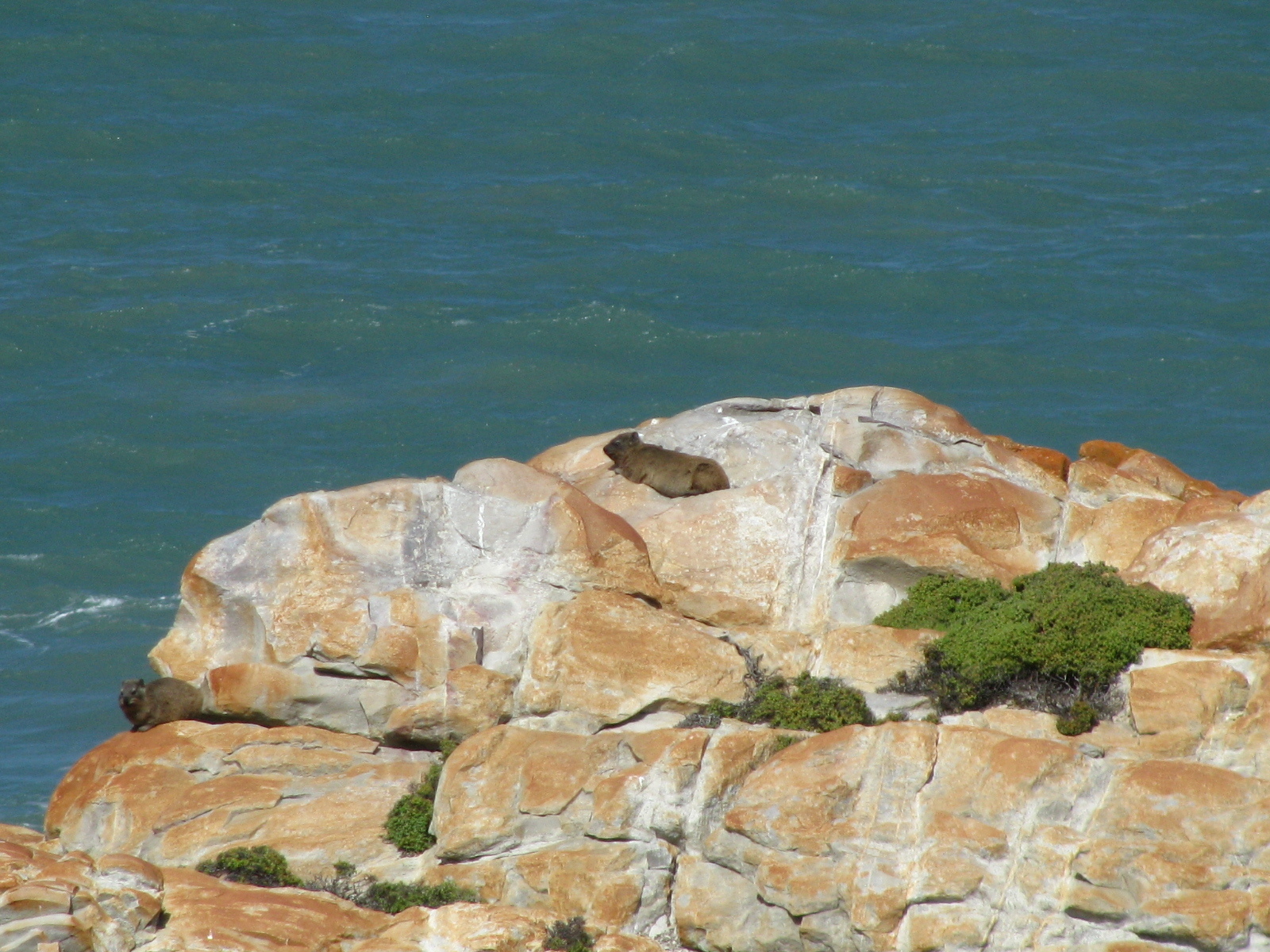 Image of Rock Hyrax