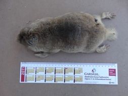 Image of Cape Dune Mole Rat