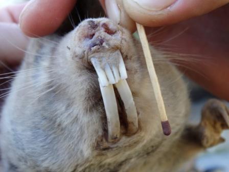 Image of Cape Dune Mole Rat