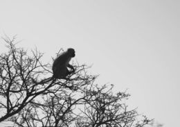 Image of Vervet Monkey