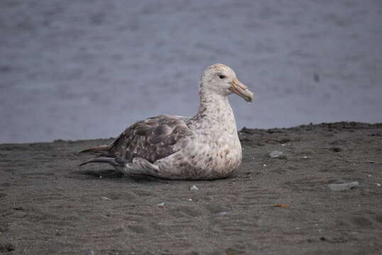 Image of Antarctic Giant-Petrel