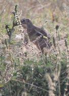 Plancia ëd Xerus erythropus (É. Geoffroy Saint-Hilaire 1803)