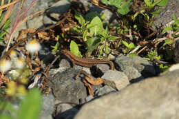 Image of Derjugin's lizard