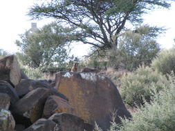 Image of Rock Hyrax