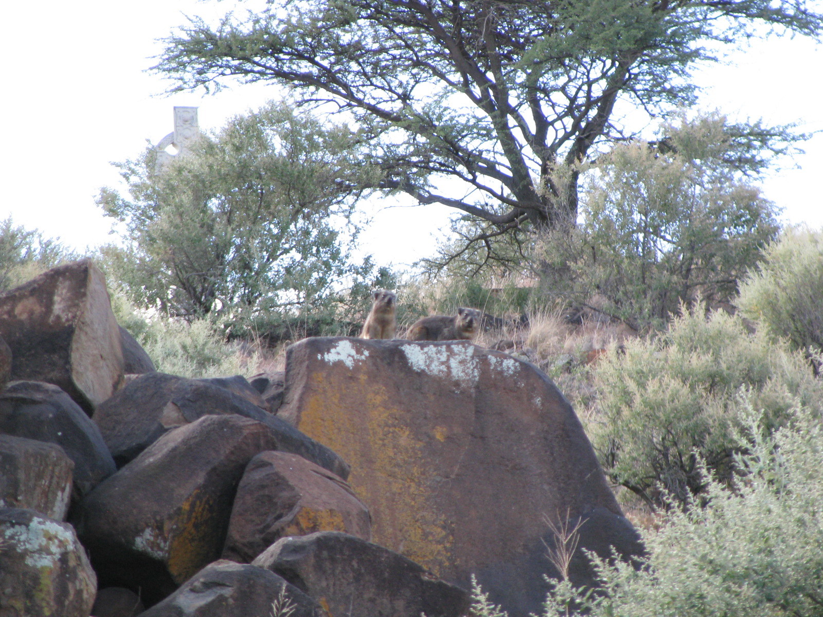 Image of Rock Hyrax