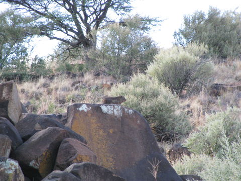 Image of Rock Hyrax