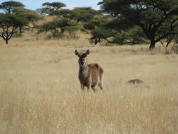 Image of Ellipsen Waterbuck