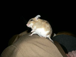 Image of Large-eared African Desert Mouse -- Large-eared Mouse