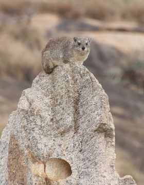 Image of Bush Hyrax