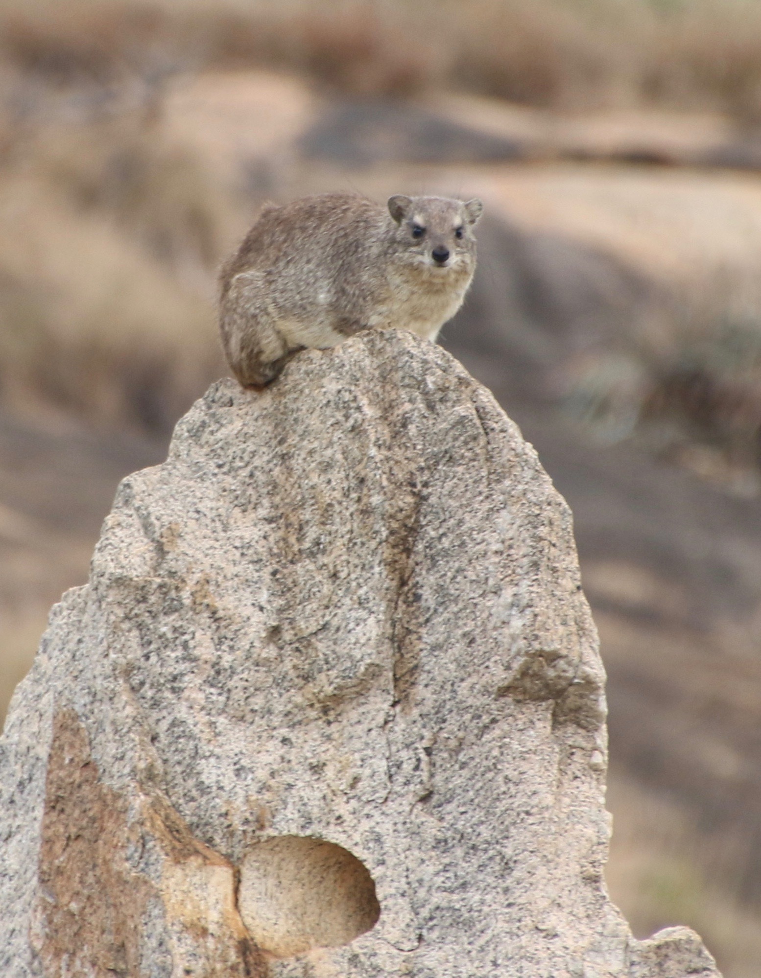 Image of Bush Hyrax