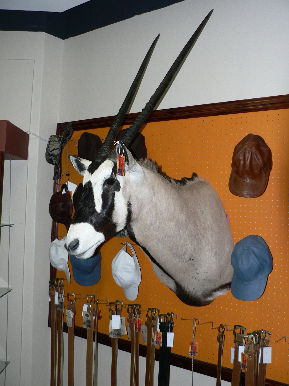 Image of Gemsbok