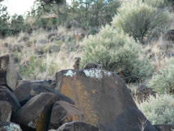 Image of Rock Hyrax