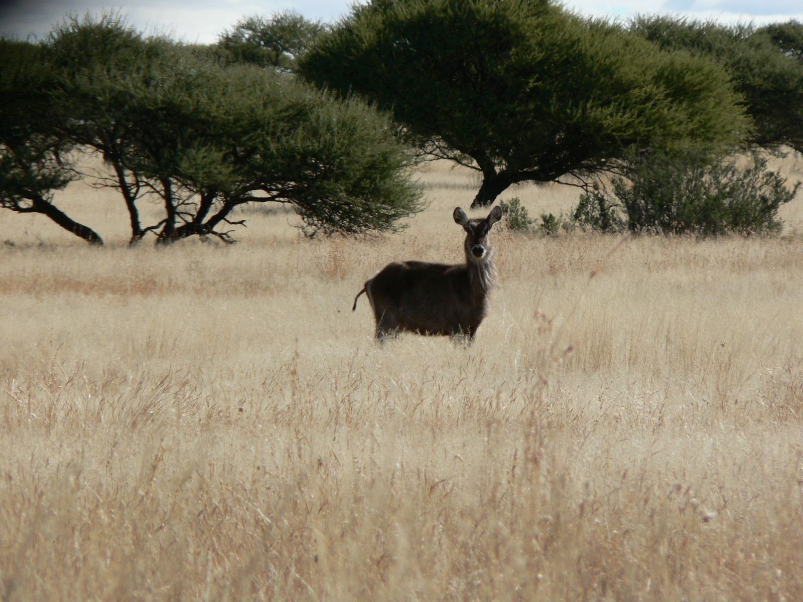 Image of Ellipsen Waterbuck