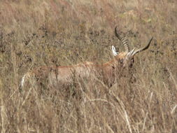 Image of Blesbok