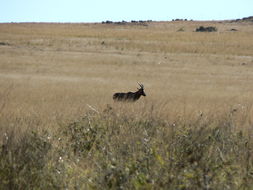 Image of Blesbok