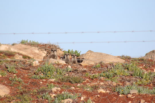 Image of Suricata Desmarest 1804