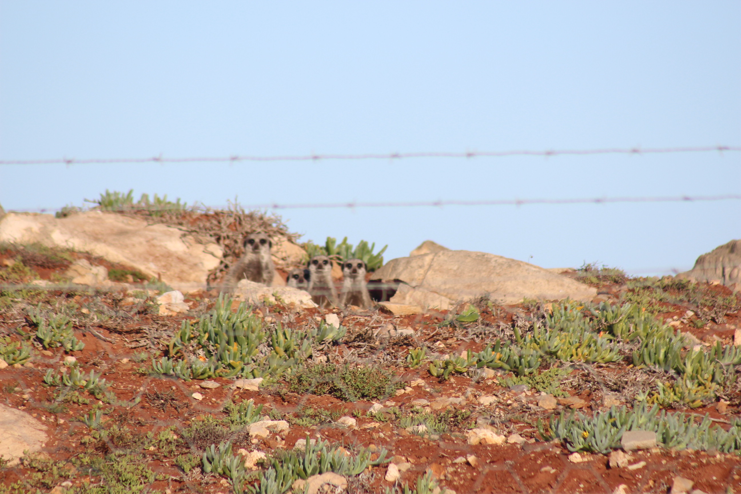 Image of Suricata Desmarest 1804