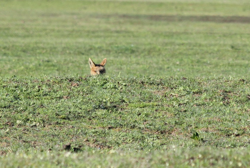 Слика од Vulpes chama (A. Smith 1833)