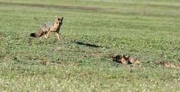 Слика од Vulpes chama (A. Smith 1833)