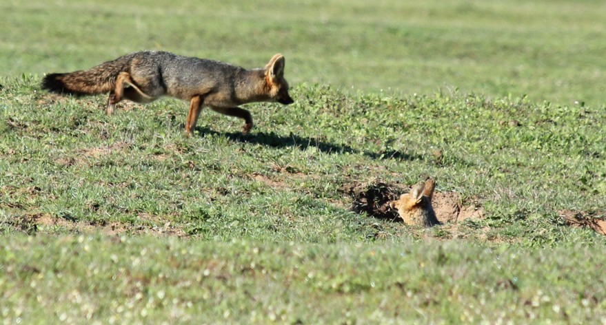 Слика од Vulpes chama (A. Smith 1833)