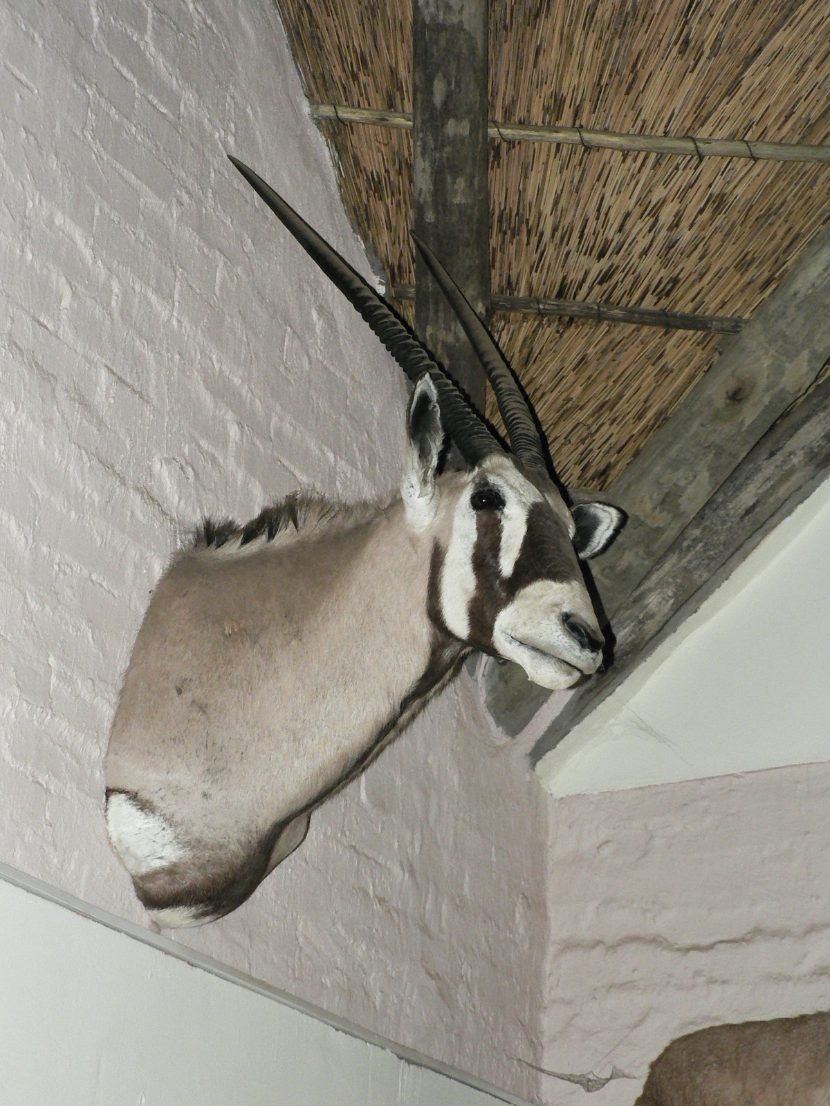 Image of Gemsbok