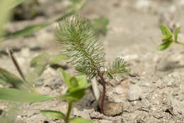 Image of Euphorbia aleppica L.