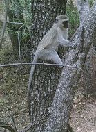 Image of Vervet Monkey