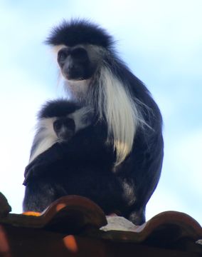 Colobus angolensis Sclater 1860 resmi