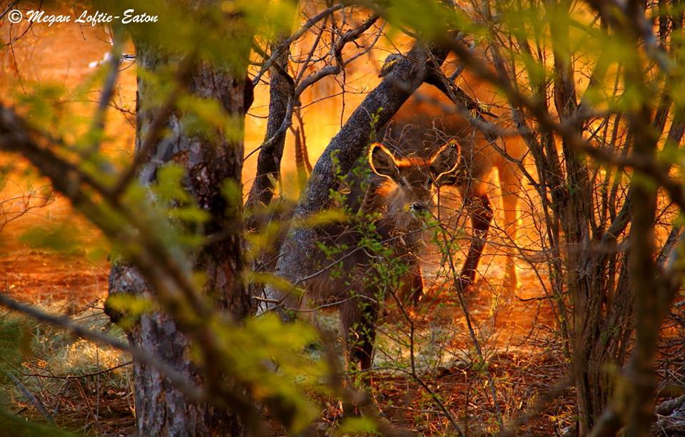 Image of Ellipsen Waterbuck