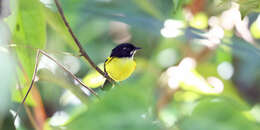 Image of Black-backed Tody-Flycatcher