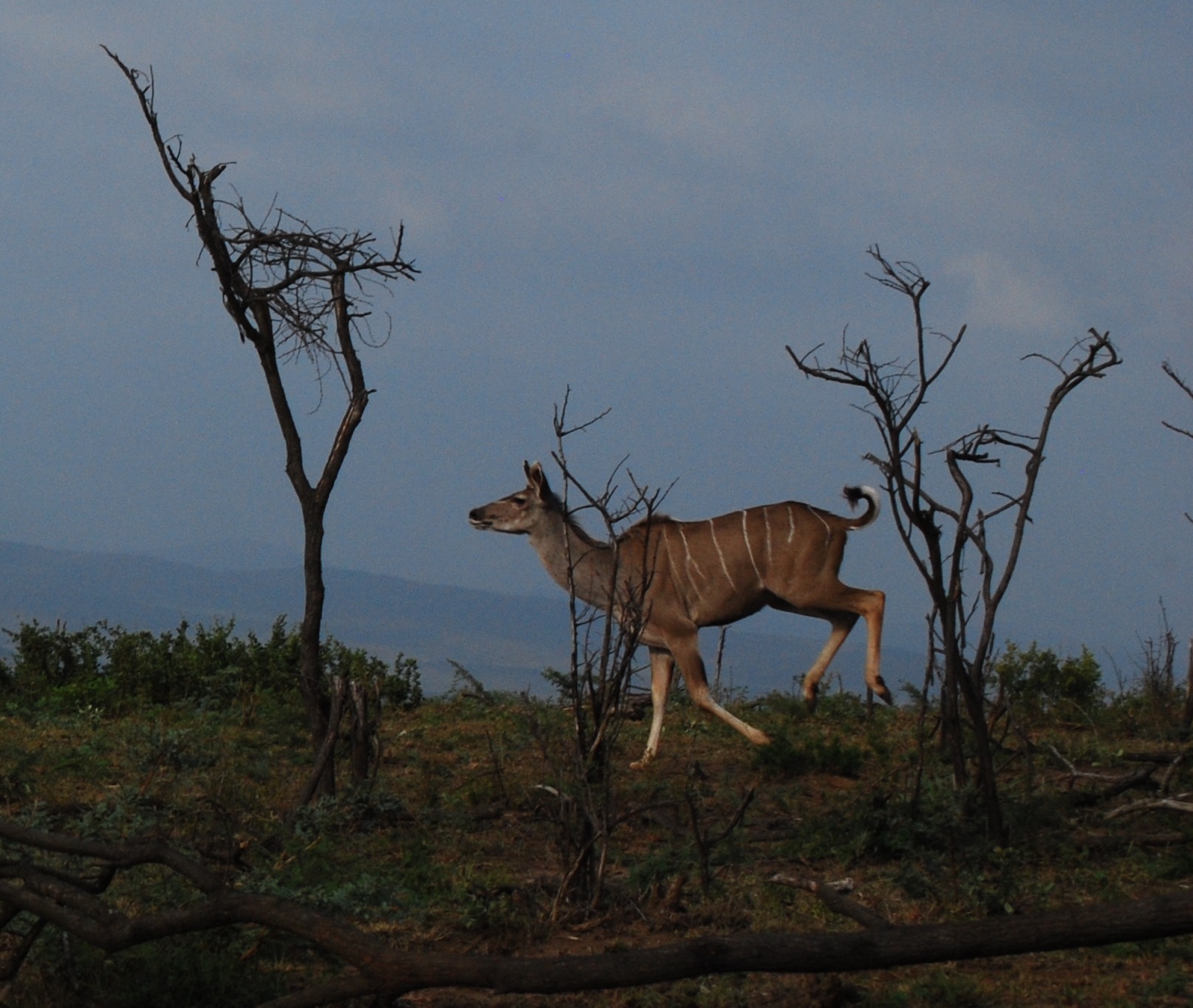 Image of Nyala