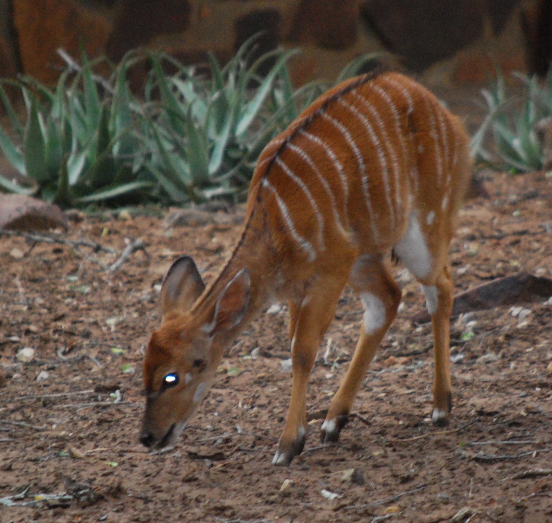 Image of Nyala