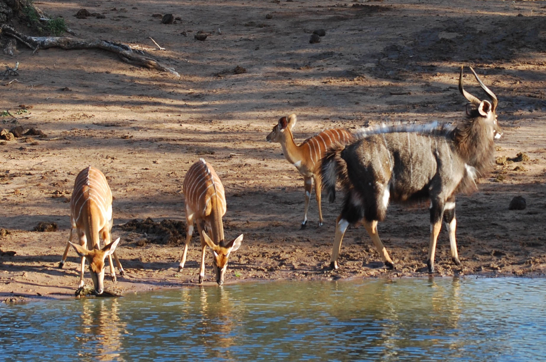 Image of Nyala