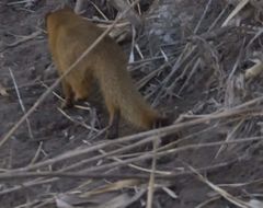 Image of Slender Mongooses