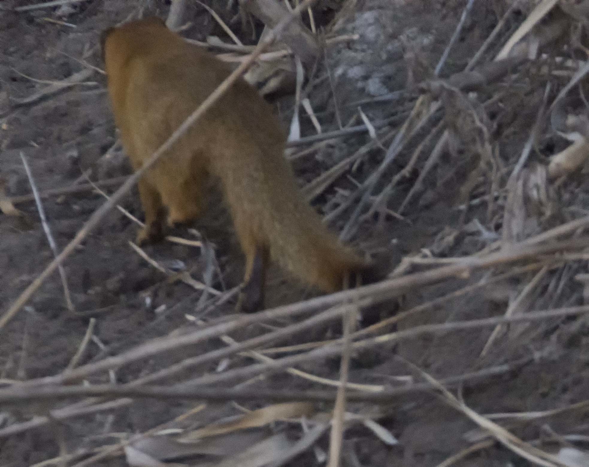 Image of Slender Mongooses