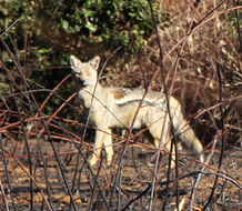 Image of Side-striped Jackal