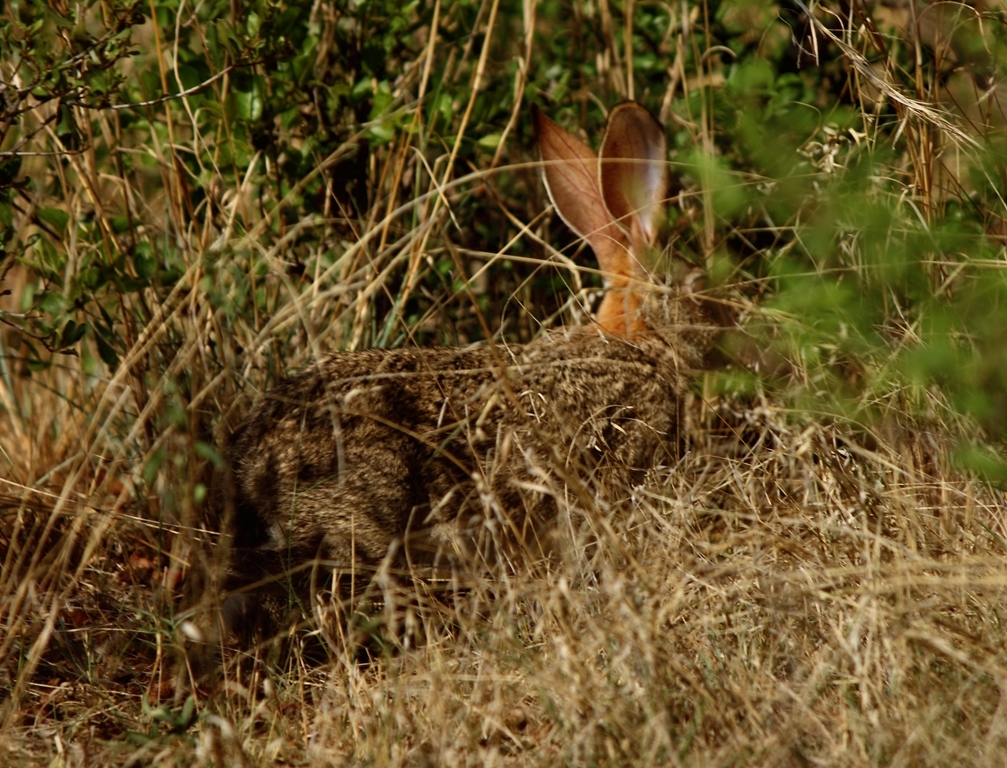 Image of Savannah Hare