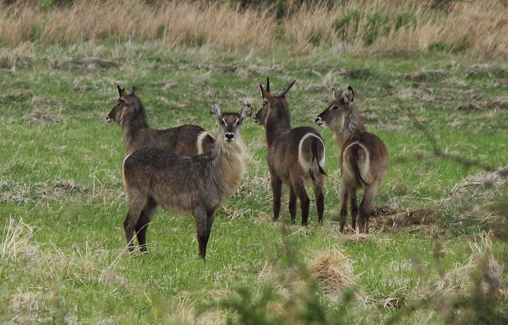 Image of Ellipsen Waterbuck