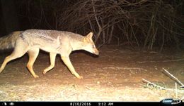 Image of Side-striped Jackal