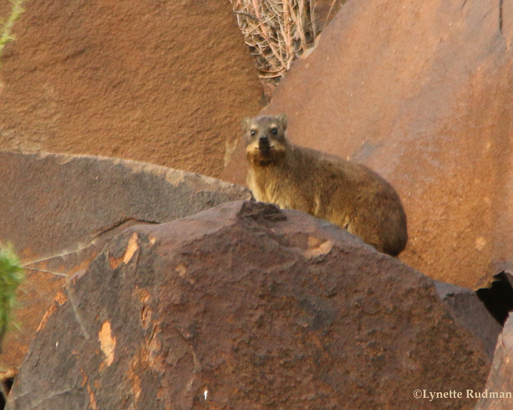 Image of Rock Hyrax