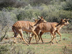 Image of Nyala