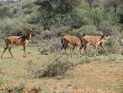 Image of Nyala