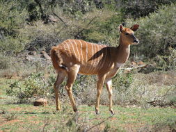 Image of Nyala