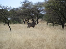 Image of Gemsbok