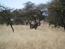 Image of Gemsbok