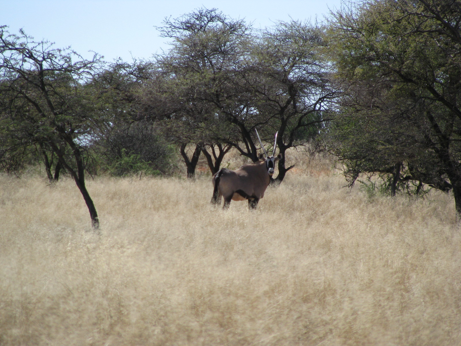 Image of Gemsbok