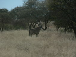 Image of Gemsbok