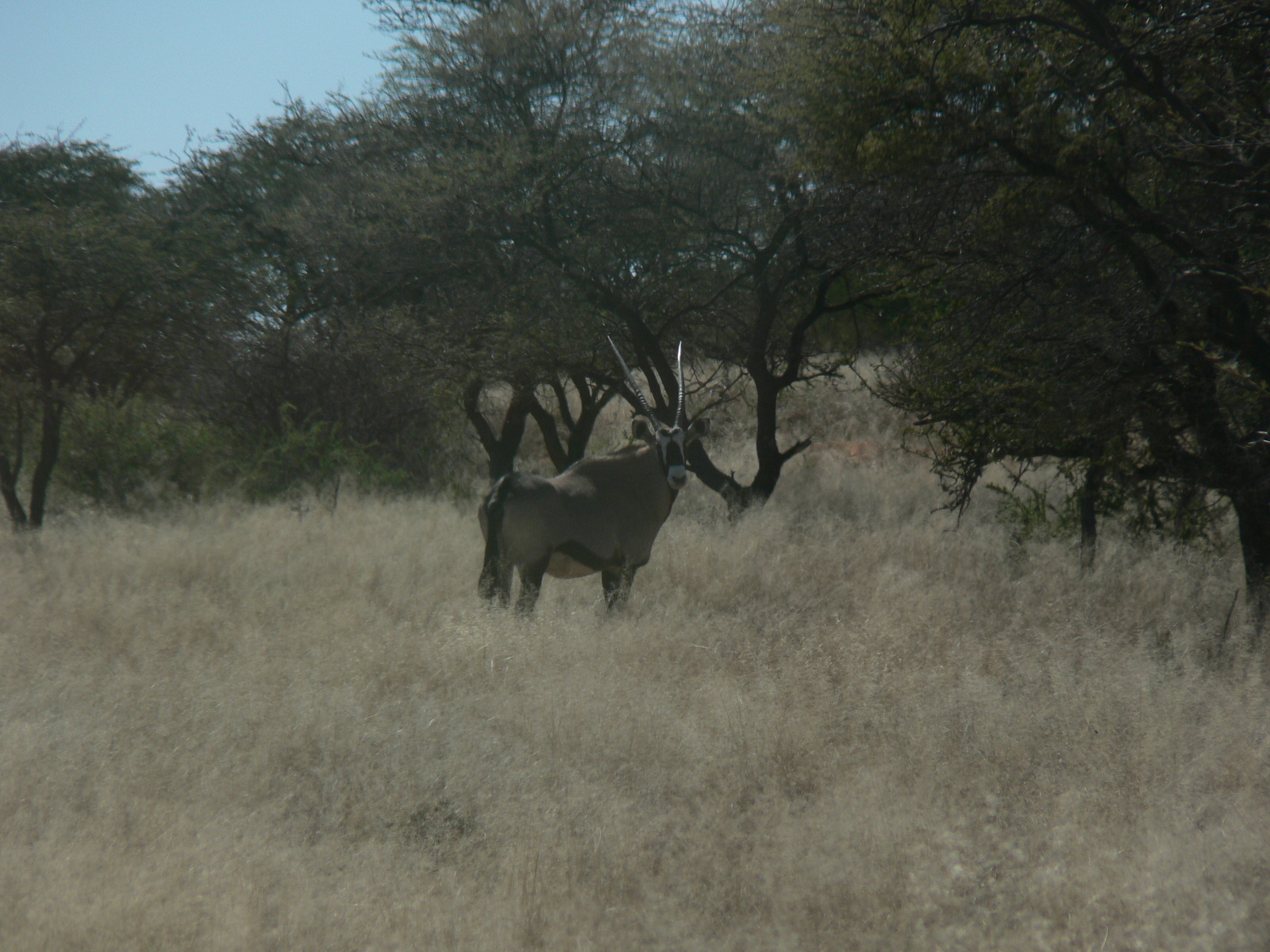 Image of Gemsbok